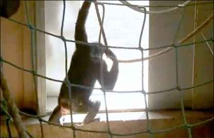 آزادی پس از ۳۰ سال در سایت علی نوروزی