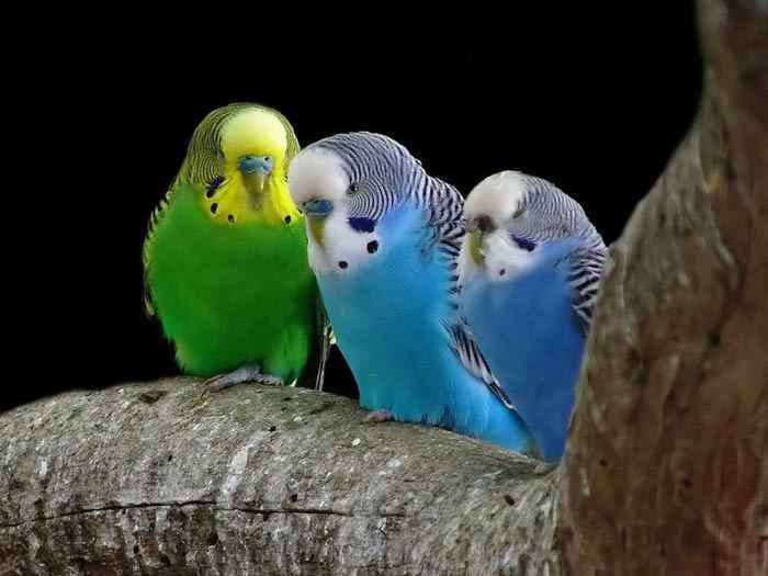 رنگ آمیزی خداوند در سایت علی نوروزی