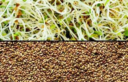 خواص و مضرات یونجه Alfalfa در سایت علی نوروزی