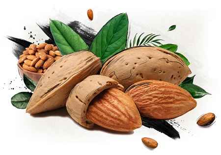 خواص و مضرات بادام Almond در سایت علی نوروزی