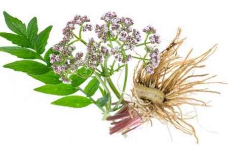 خواص و مضرات سنبل الطیب Valerian در سایت علی نوروزی