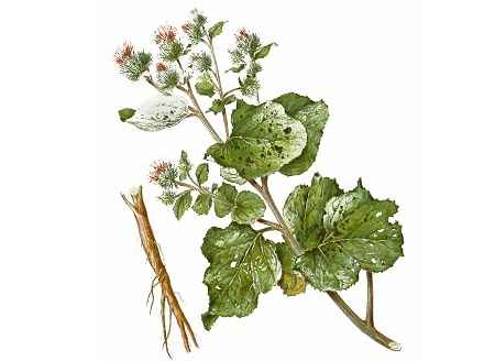 خواص و مضرات بابا آدم Burdock در سایت علی نوروزی