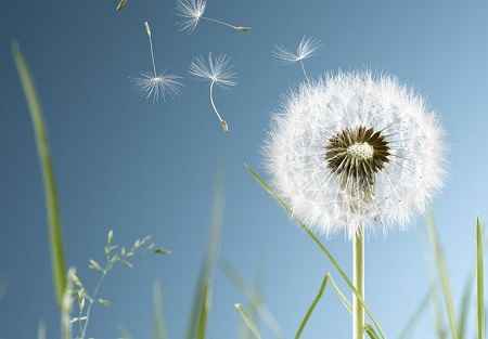 خواص و مضرات قاصدک Dandelion در سایت علی نوروزی