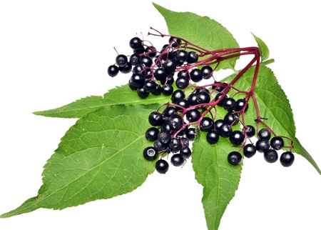 خواص و مضرات آقطی سیاه Elderberry در سایت علی نوروزی