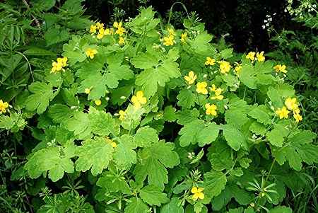 خواص و مضرات مامیران کبیر Greater celandine در سایت علی نوروزی