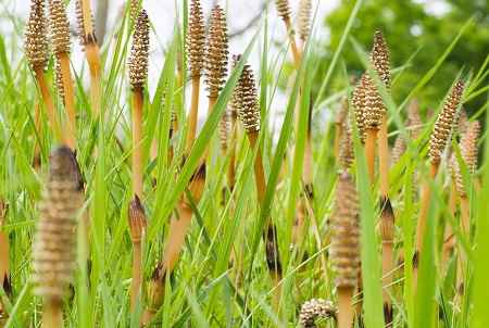 خواص و مضرات گیاه دم اسب Horsetail در سایت علی نوروزی
