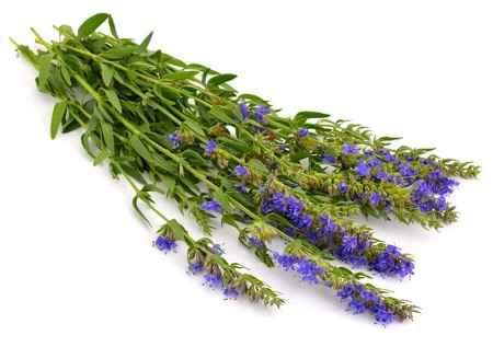 خواص و مضرات گیاه زوفا Hyssop در سایت علی نوروزی