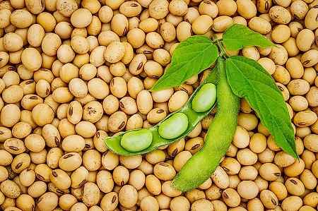 خواص و مضرات لوبیای سویا Soy bean در سایت علی نوروزی
