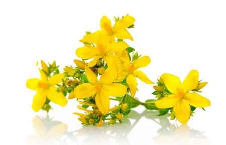 خواص و مضرات چای کوهی St.johns Wort در سایت علی نوروزی