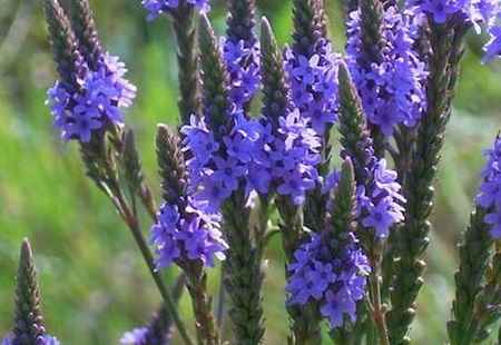 خواص و مضرات شاه پسند وحشی Vervain در سایت علی نوروزی