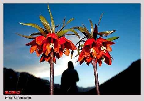 نقاط دیدنی استان چهارمحال و بختیاری در سایت علی نوروزی