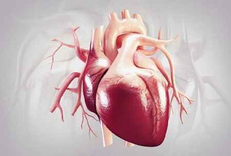تغذیه در بیماری های قلبی عروقی در سایت علی نوروزی