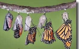 داستان کوتاه و آموزنده پروانه و پیله در سایت علی نوروزی