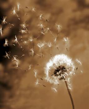 حکایت وقت رسیدن مرگ در سایت علی نوروزی