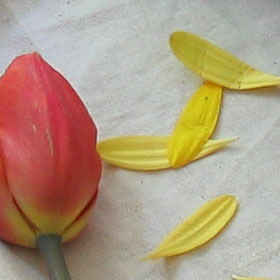 حساسیت و نویز در عکاسی دیجیتال در سایت علی نوروزی