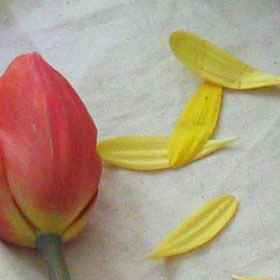 حساسیت و نویز در عکاسی دیجیتال در سایت علی نوروزی