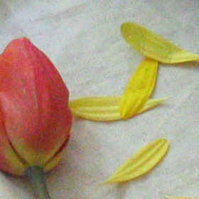 حساسیت و نویز در عکاسی دیجیتال در سایت علی نوروزی