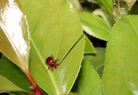 مهندس نمونه در سایت علی نوروزی