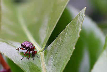 مهندس نمونه در سایت علی نوروزی