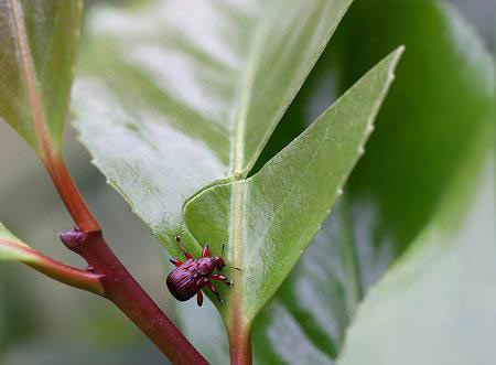 مهندس نمونه در سایت علی نوروزی