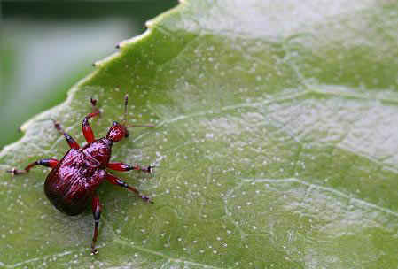 مهندس نمونه در سایت علی نوروزی