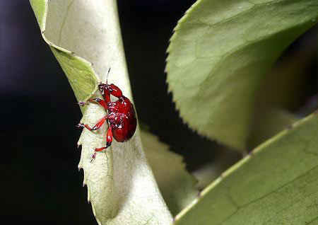 مهندس نمونه در سایت علی نوروزی