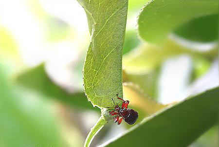 مهندس نمونه در سایت علی نوروزی