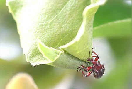 مهندس نمونه در سایت علی نوروزی