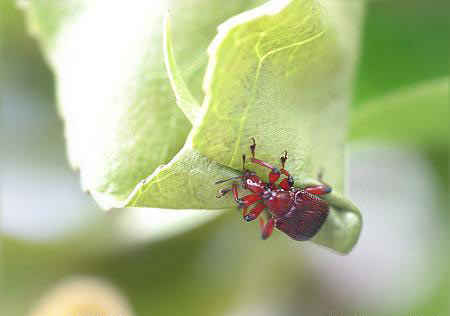 مهندس نمونه در سایت علی نوروزی