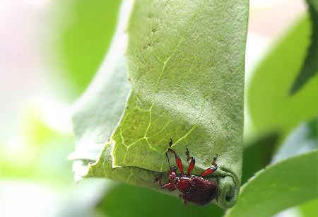 مهندس نمونه در سایت علی نوروزی