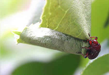 مهندس نمونه در سایت علی نوروزی