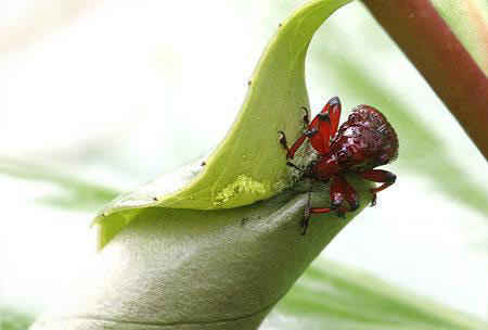 مهندس نمونه در سایت علی نوروزی