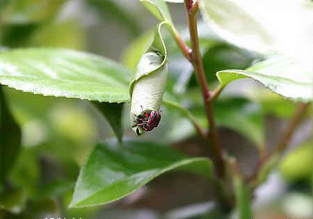 مهندس نمونه در سایت علی نوروزی