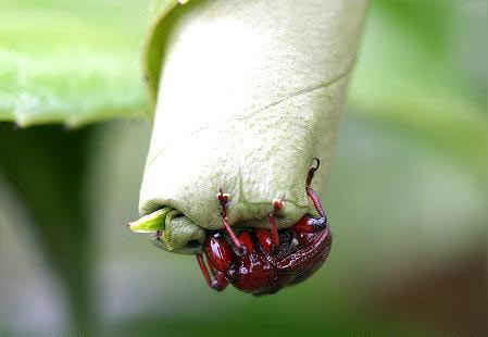 مهندس نمونه در سایت علی نوروزی