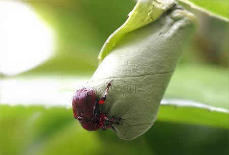 مهندس نمونه در سایت علی نوروزی