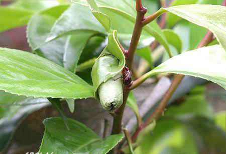 مهندس نمونه در سایت علی نوروزی