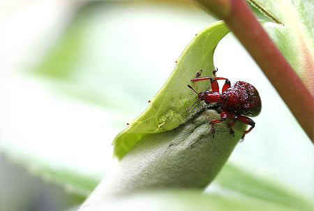 مهندس نمونه در سایت علی نوروزی