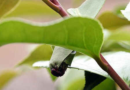 مهندس نمونه در سایت علی نوروزی