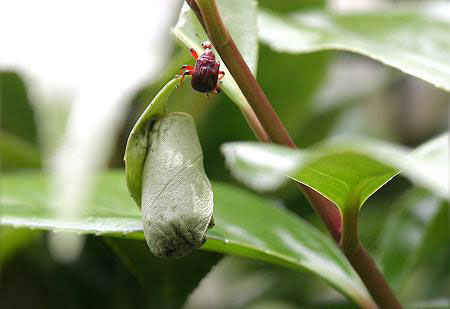 مهندس نمونه در سایت علی نوروزی