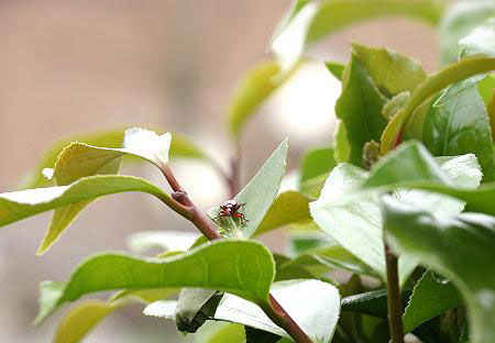 مهندس نمونه در سایت علی نوروزی