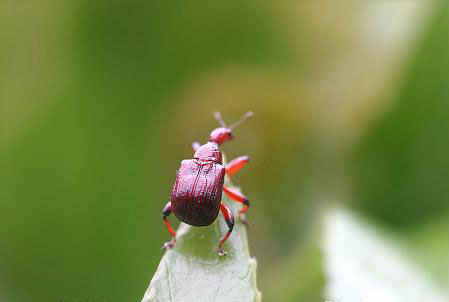 مهندس نمونه در سایت علی نوروزی