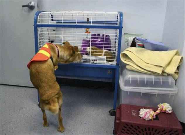 قدرت اراده یک سگ در سایت علی نوروزی