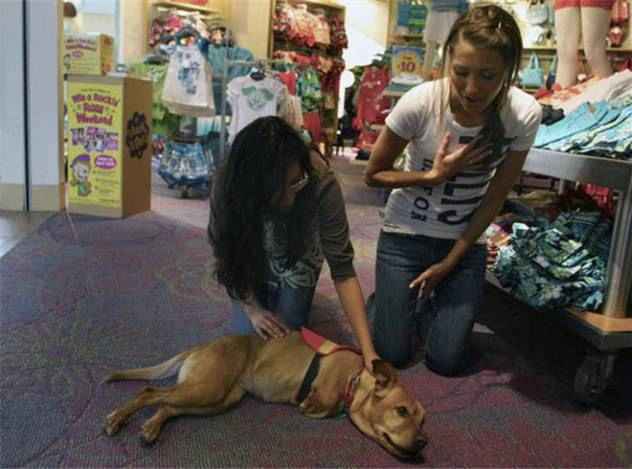 قدرت اراده یک سگ در سایت علی نوروزی