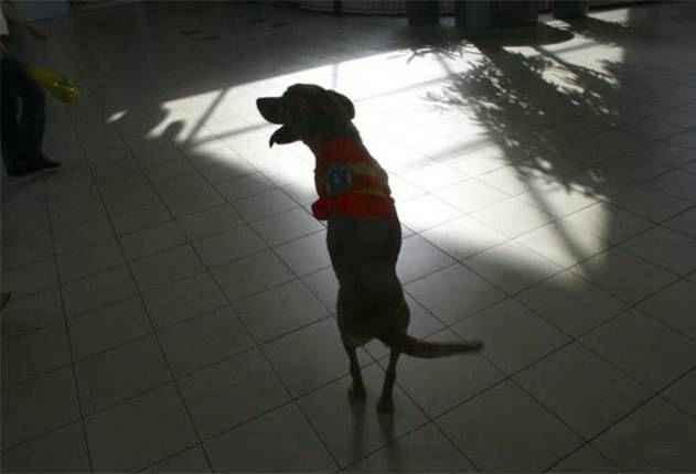 قدرت اراده یک سگ در سایت علی نوروزی