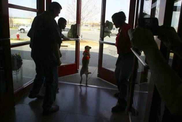 قدرت اراده یک سگ در سایت علی نوروزی