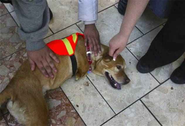 قدرت اراده یک سگ در سایت علی نوروزی