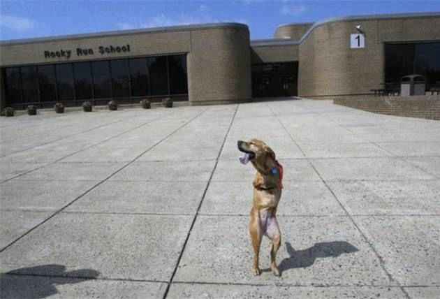 قدرت اراده یک سگ در سایت علی نوروزی